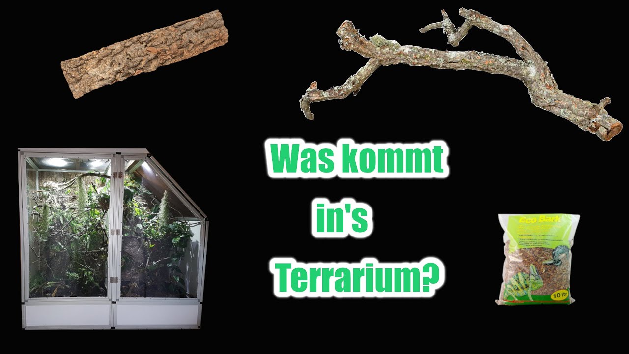 WIE statte ich mein TERRARIUM aus? | Chamäleon Basics