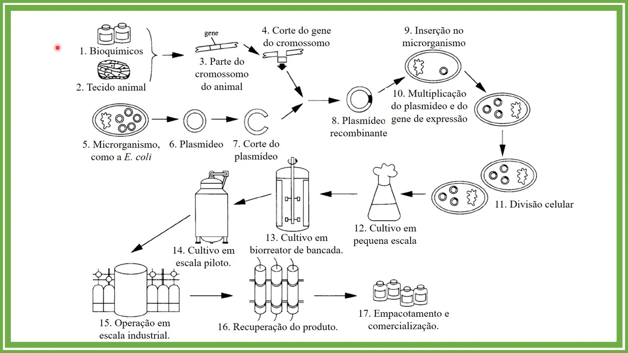 Etapas para o desenvolvimento de um bioprocesso