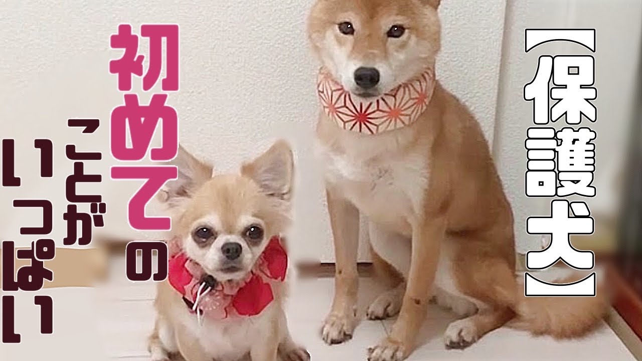 元繁殖犬おもちちゃん、お散歩で見せてくれた姿に感動♪「vol 237」