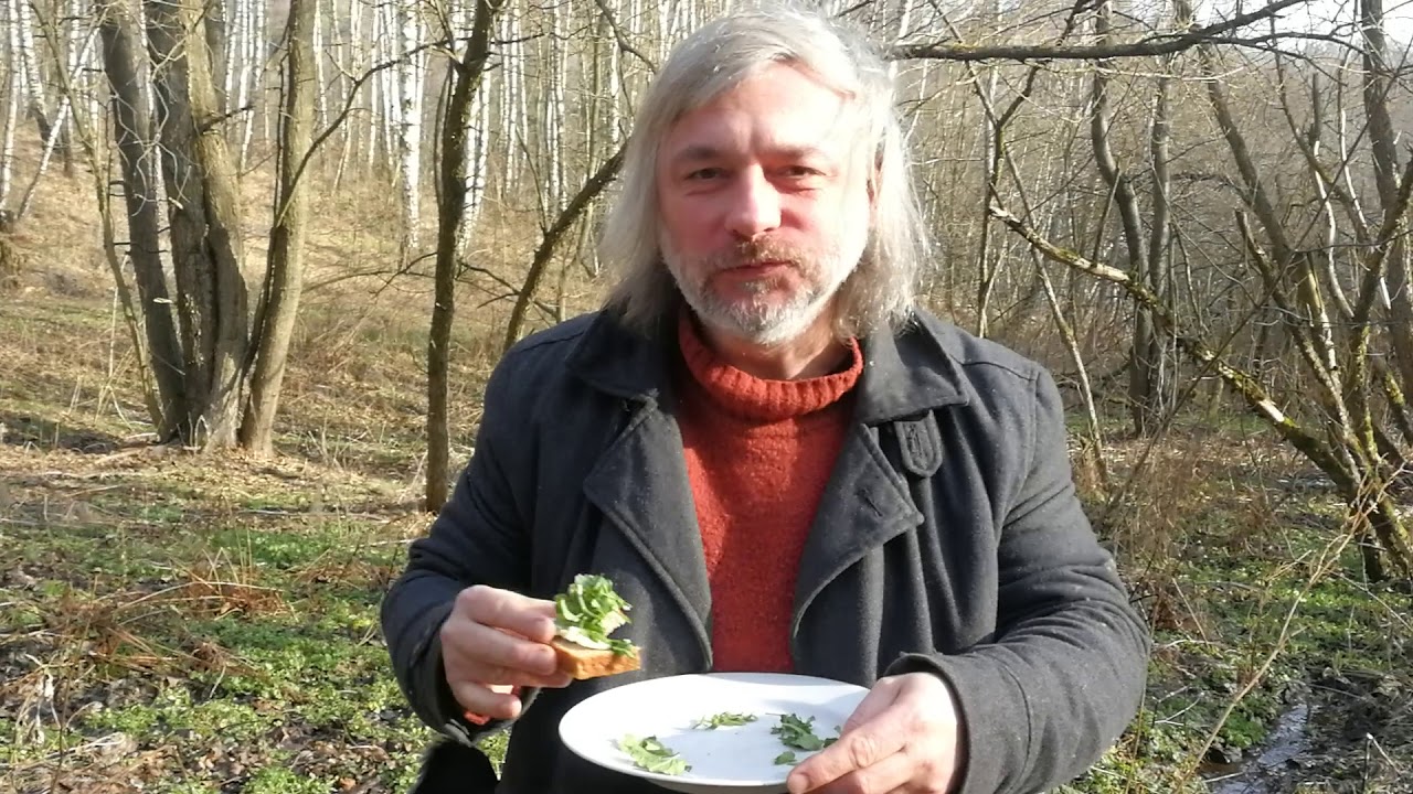 Rzeżucha gorzka (Cardamine amara) to wspaniała roślina do kanapek w środku zimy