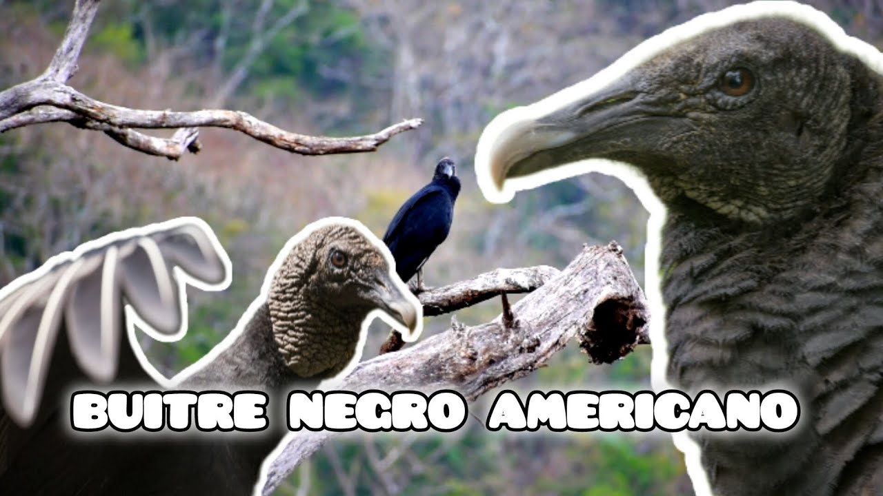 BUITRE NEGRO AMERICANO | Flora y Fauna Silvestre