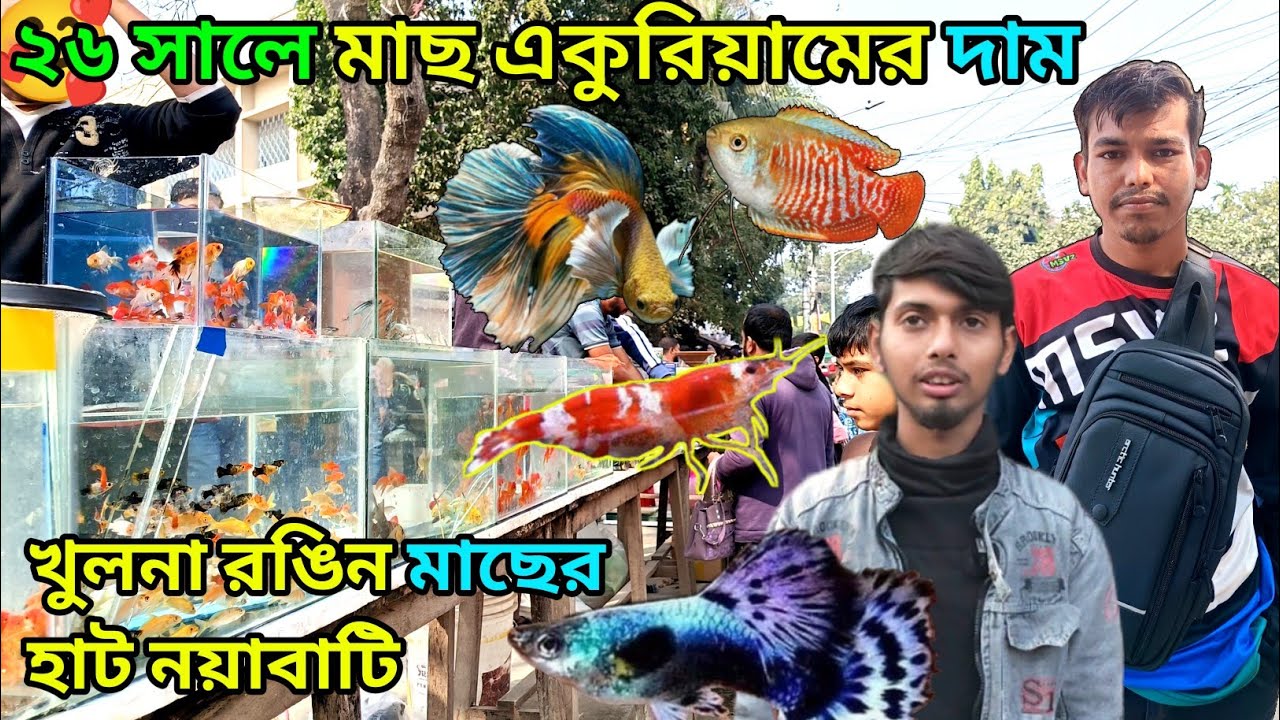 Khulna colorful fish market Nayabati aquarium fish price colorful fish shop aquarium fish market ...