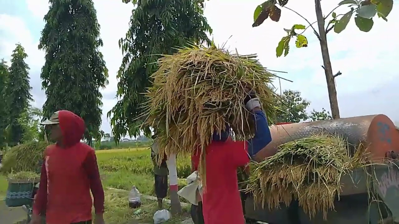 PANEN RAYA KENEP SUKOHARJO