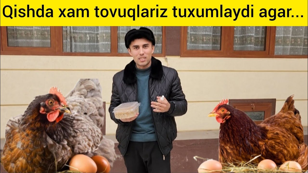 QISHDA TOVUQLARDAN KO'PROQ TUXUM OLISH YULLARI