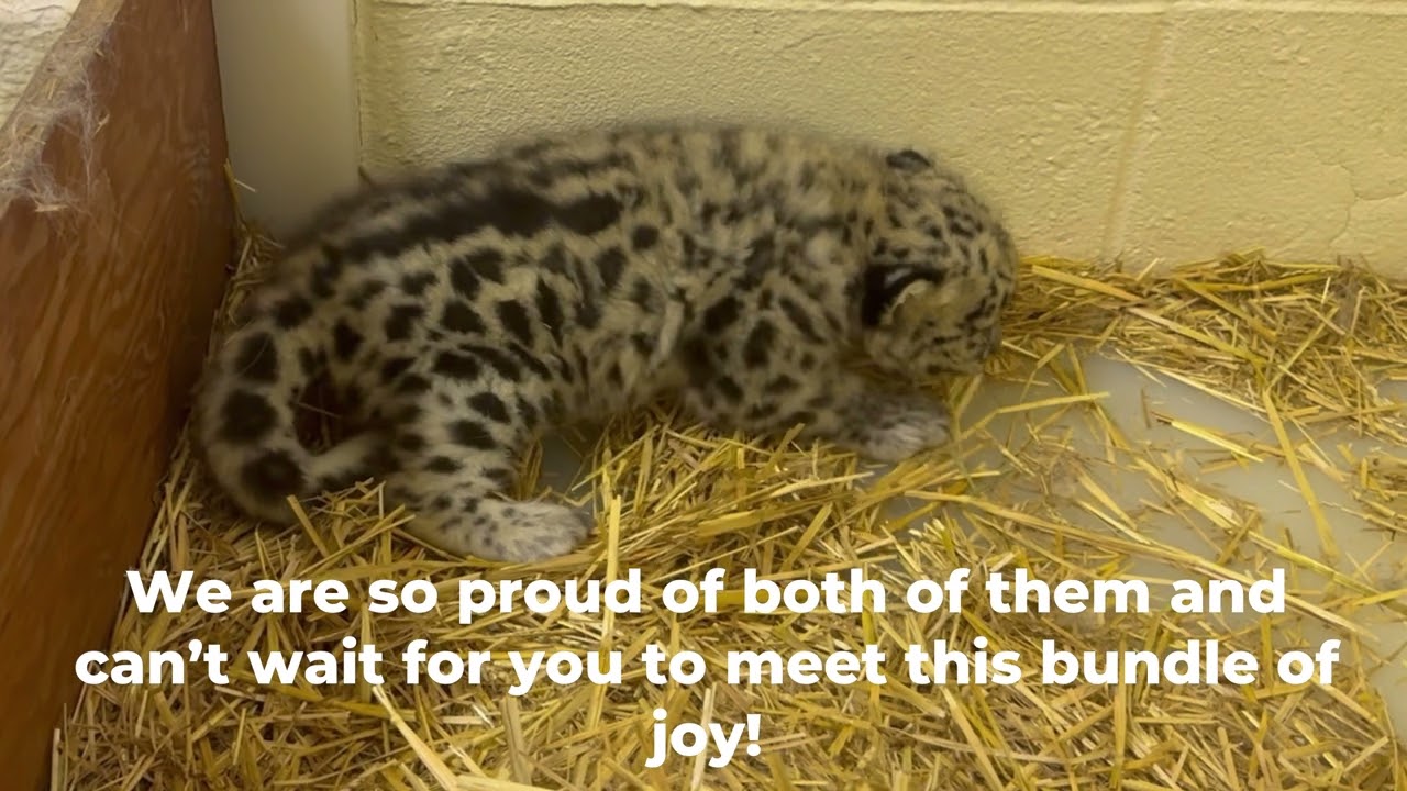 Snow Leopard Announcement