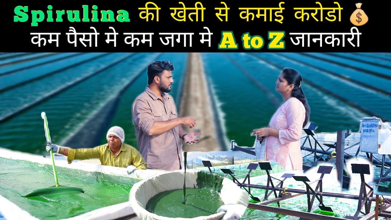 Spirulina की खेती कम जगा, कम पैसे मे कमाओ करोडो: Spirulina farming #spirulina