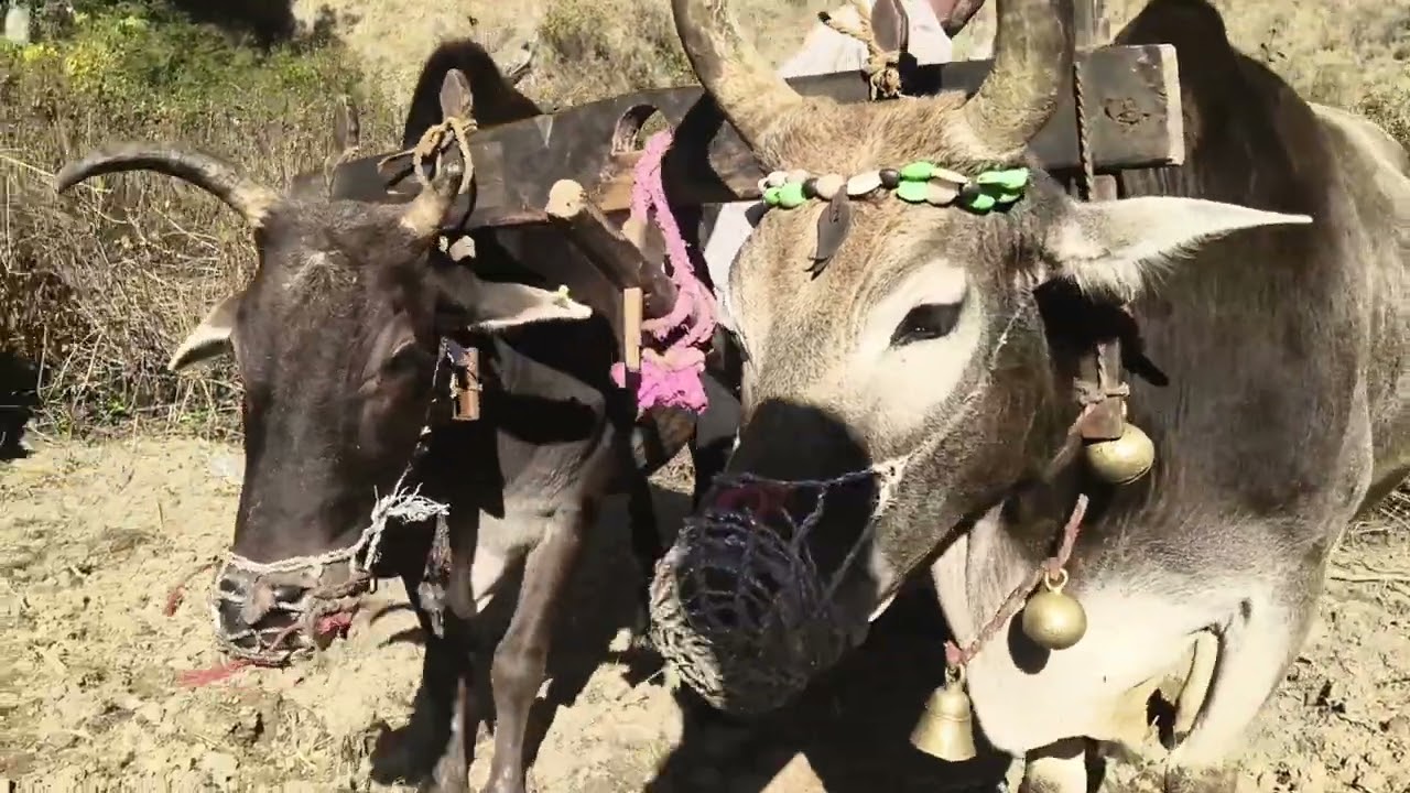 पहाड़ों में मिर्च बाय जा रहे हैं (पार्ट 1) पार्ट 2 कल आएगा