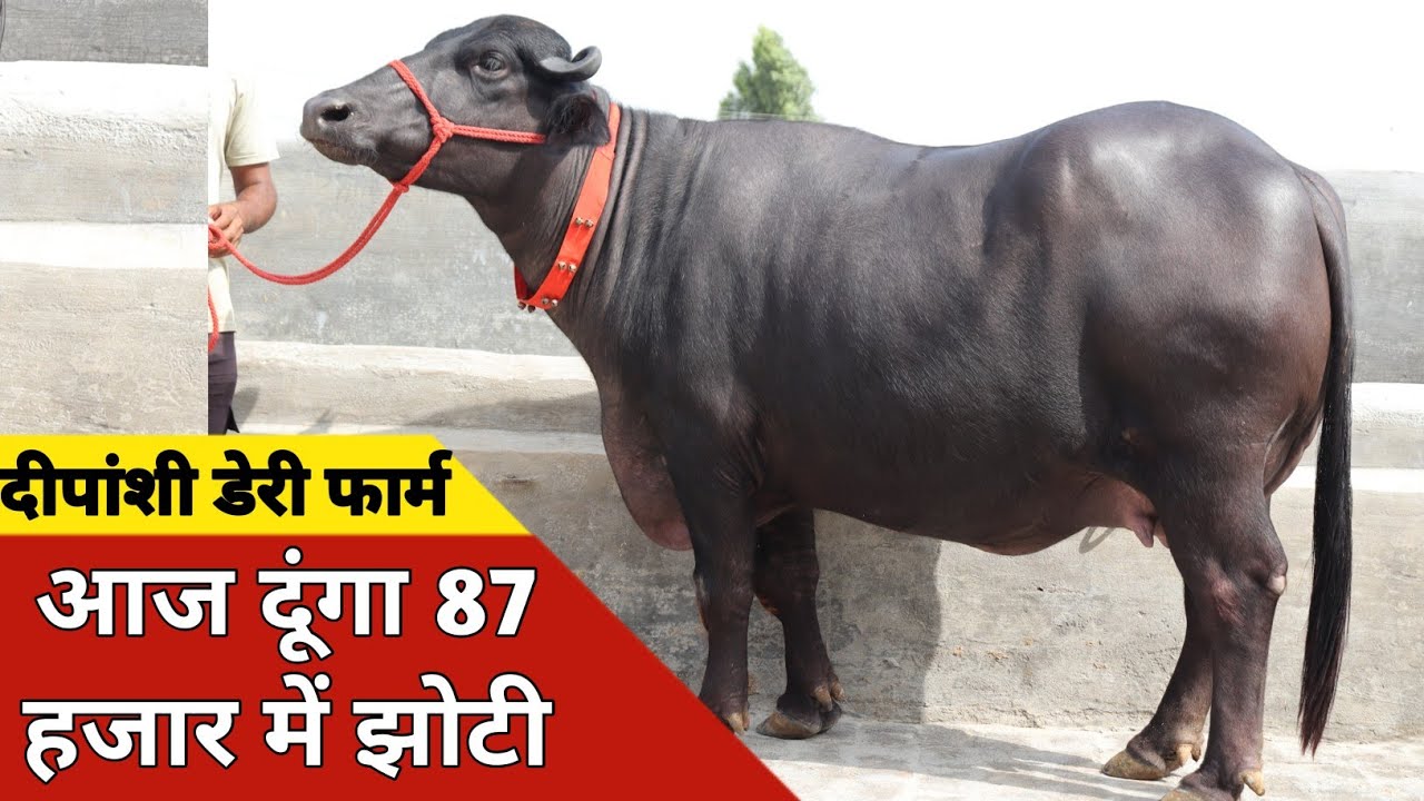 आज दूंगा 87 हजार में झोटी, ताजा ब्याई 10 भैंसे एक ही जगह | Deepanshi Dairy Farm (8295956415)