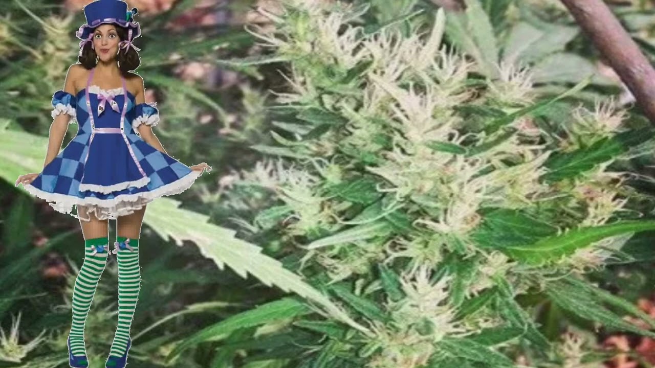 Sheelawathi &ndash; Ace Seeds