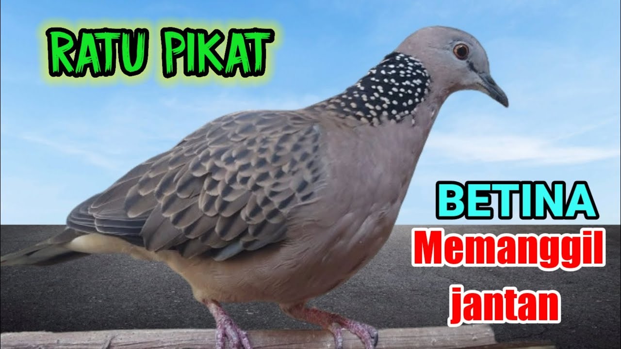 tekukur betina memanggil jantan - ratunya pancingan.