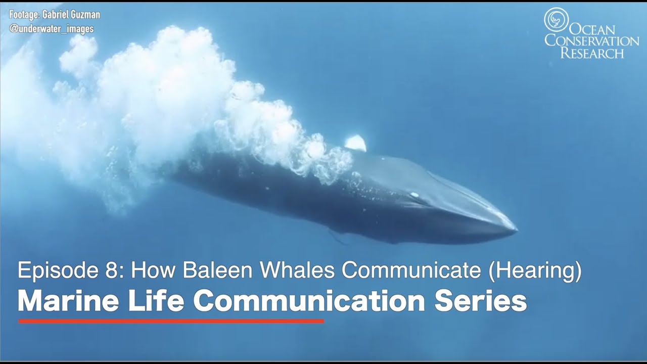How Baleen Whales Communicate (Hearing)
