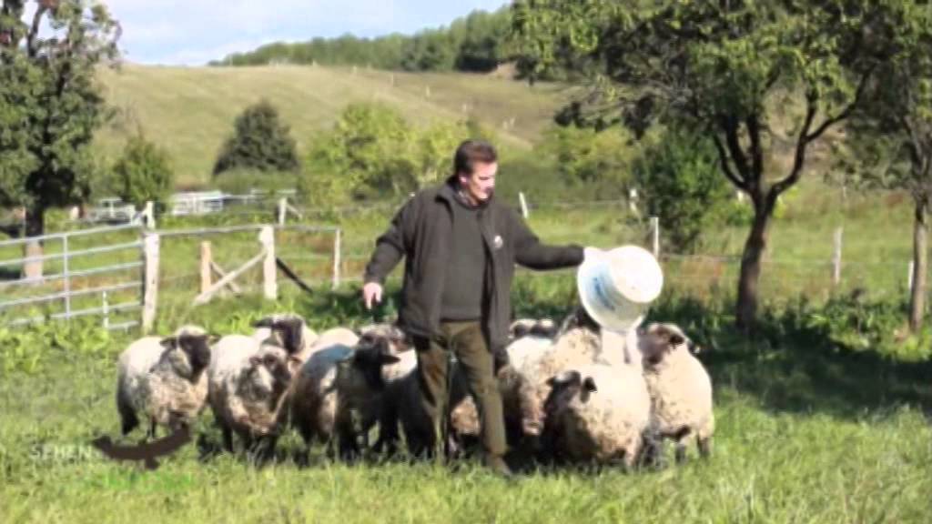 Streuobstwiese auf dem Gut Klepelshagen