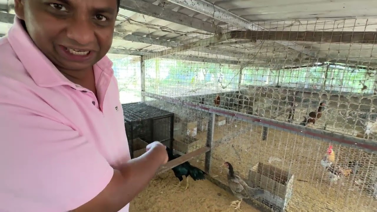 ගම්කුකුල් පාලනය.