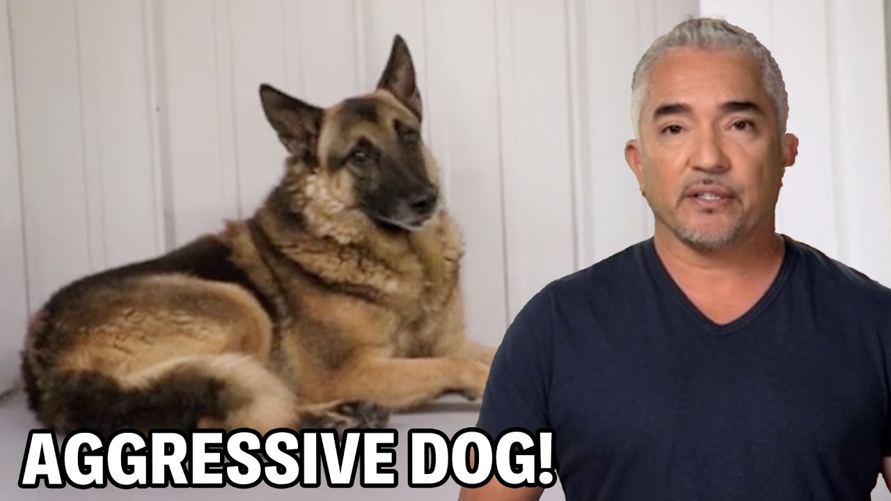 Как завоевать доверие собаки | Dog Nation, эпизод 4, часть 3