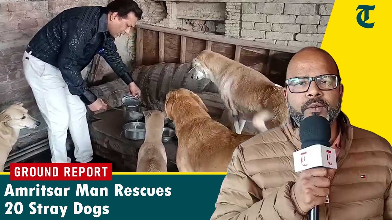 Amritsar Man Shelters 20 Rescued Stray Dogs Near Golden Temple, Promotes Safe Compassion