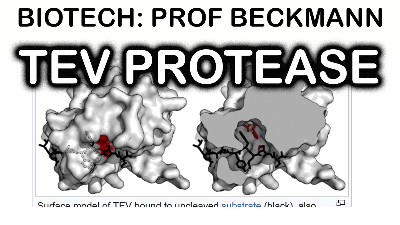 TEV protease