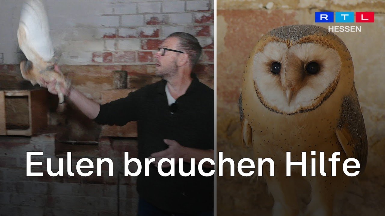 Rettung für Schleiereulen: Auswilderungsprojekt gegen das Aussterben