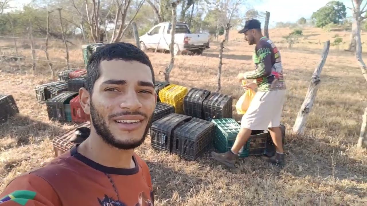 Fui ajuntar batata doce mas meu irmão na rainha Isabel + mostrando u percurso até em casa 