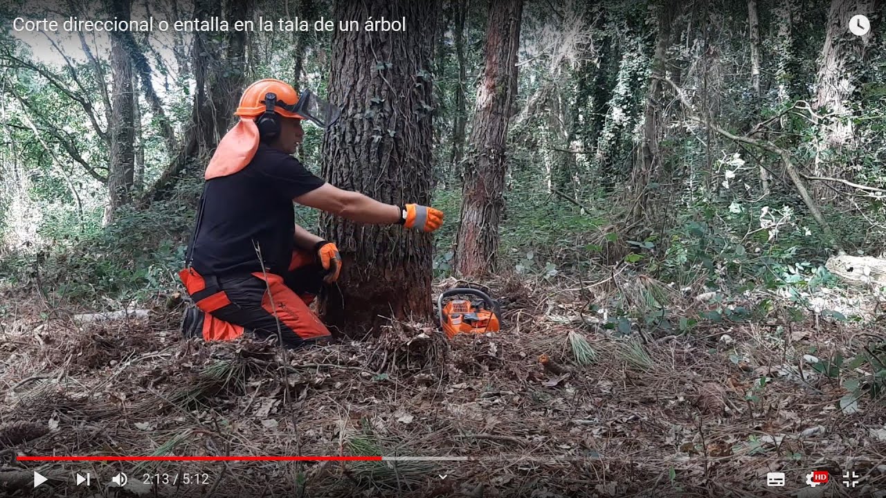 Corte direccional o entalla en la tala de un árbol