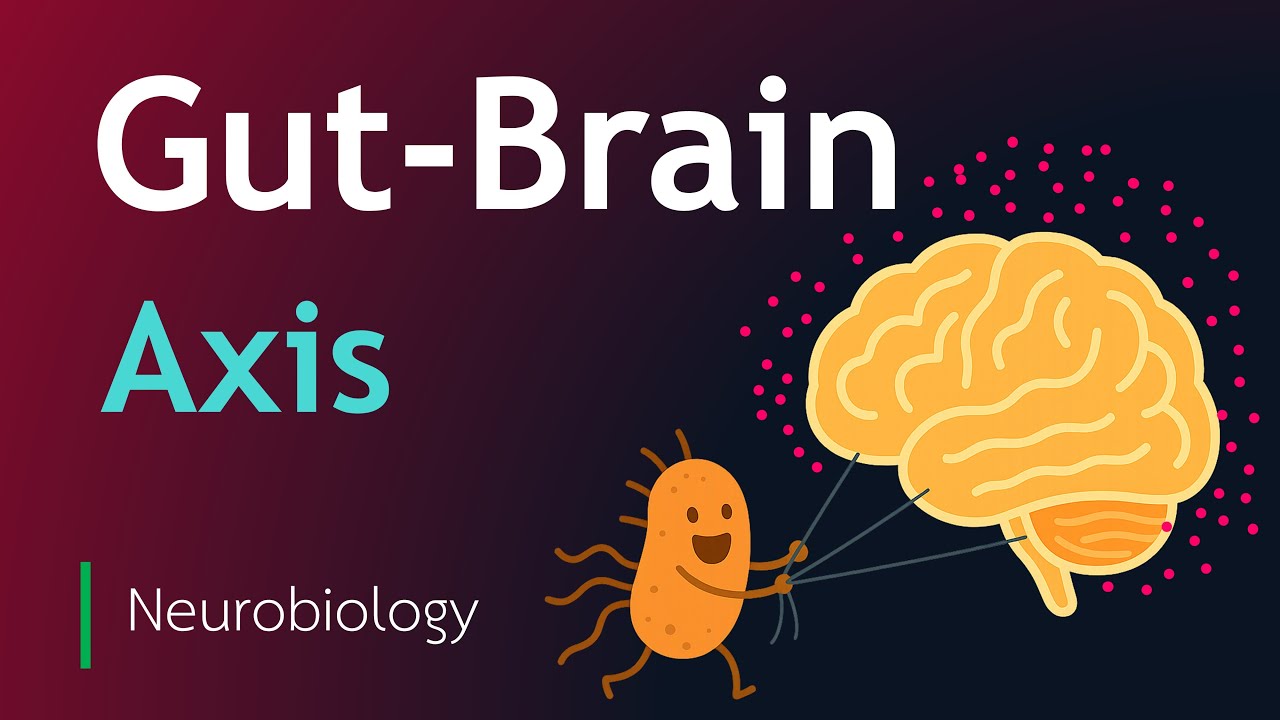 Gut-Brain Axis | Microbiome and Brain | Neurobiology & Gut Health Connection | Basic Science Series