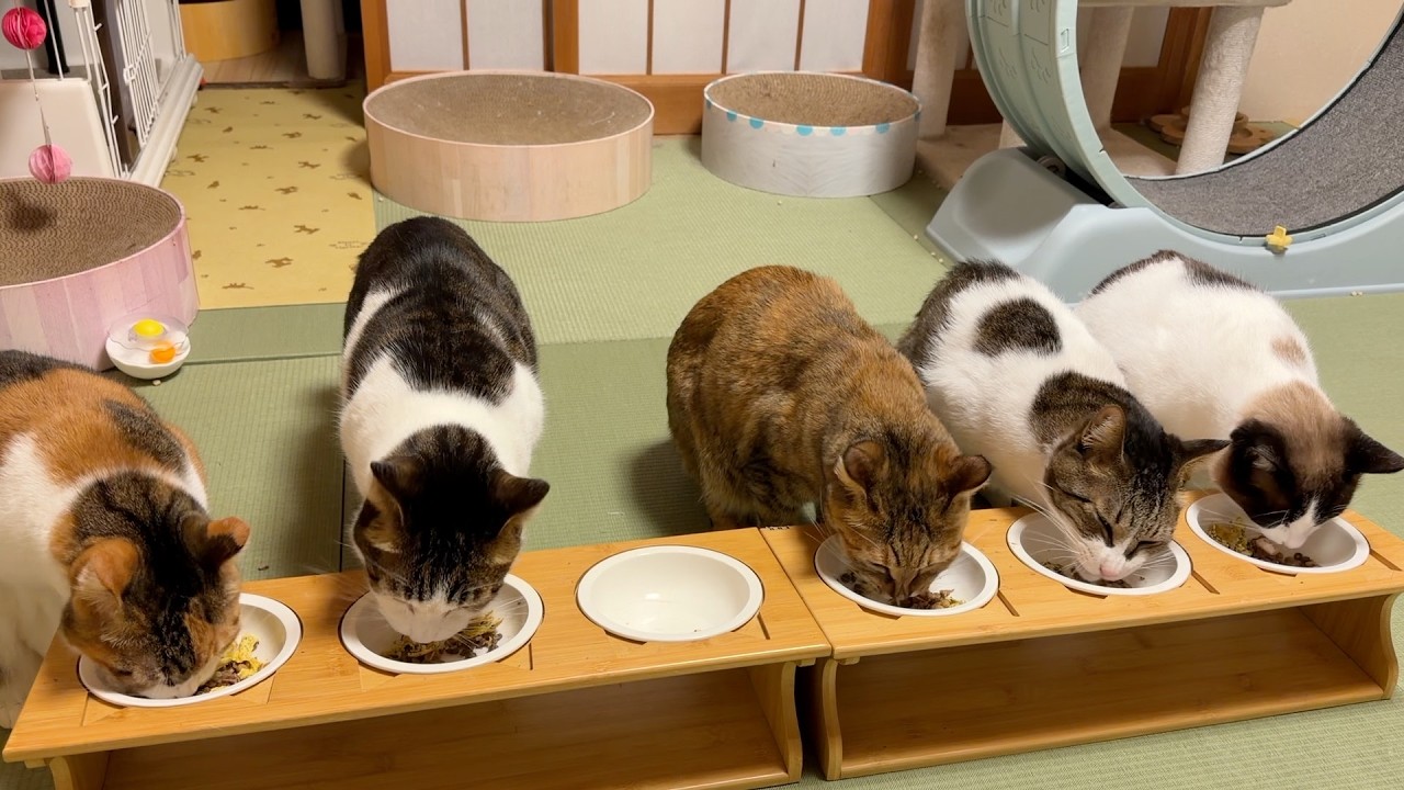 ちらし寿司風なごはんを食べる猫たち