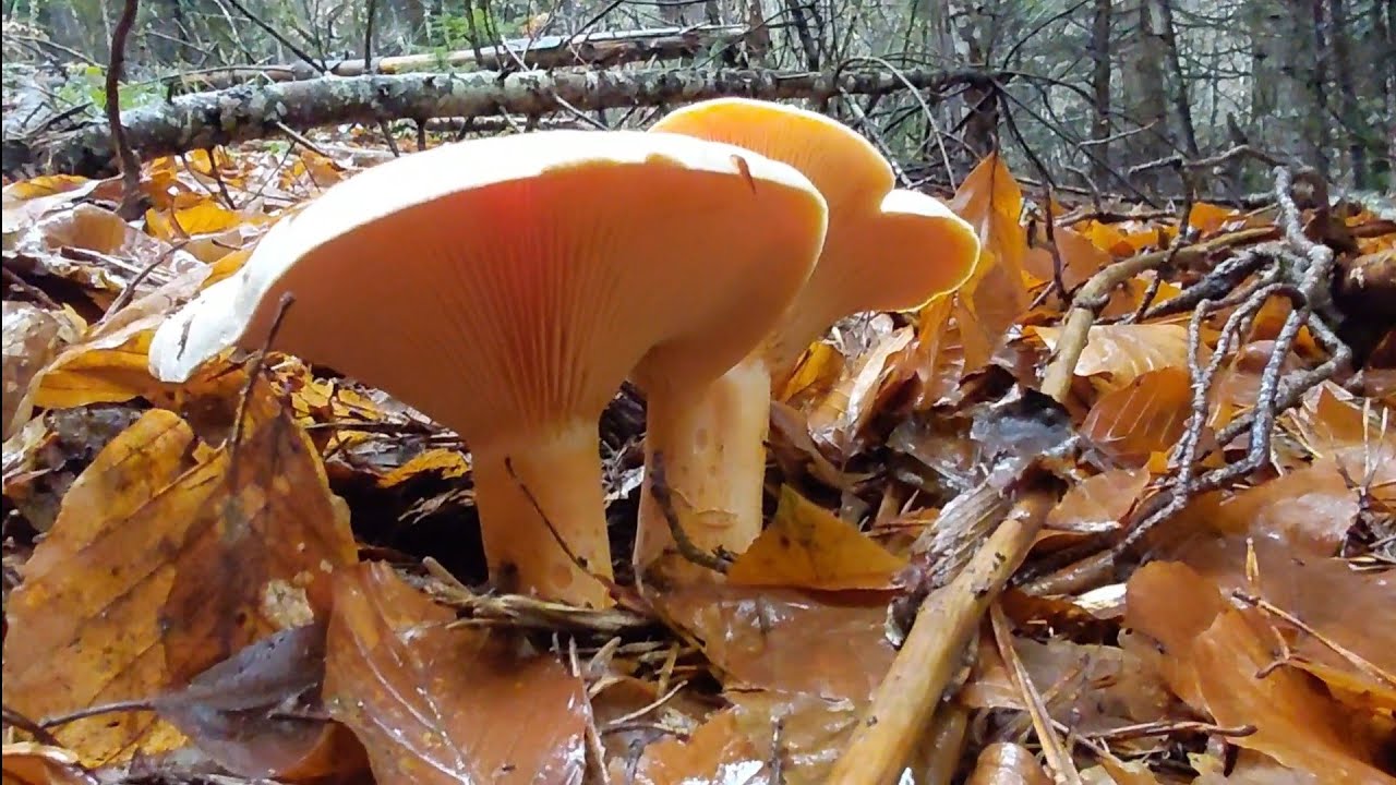 ARALIK'TA HAVA ŞAŞTI  KANLICA MANTARI COŞTU=BOLU