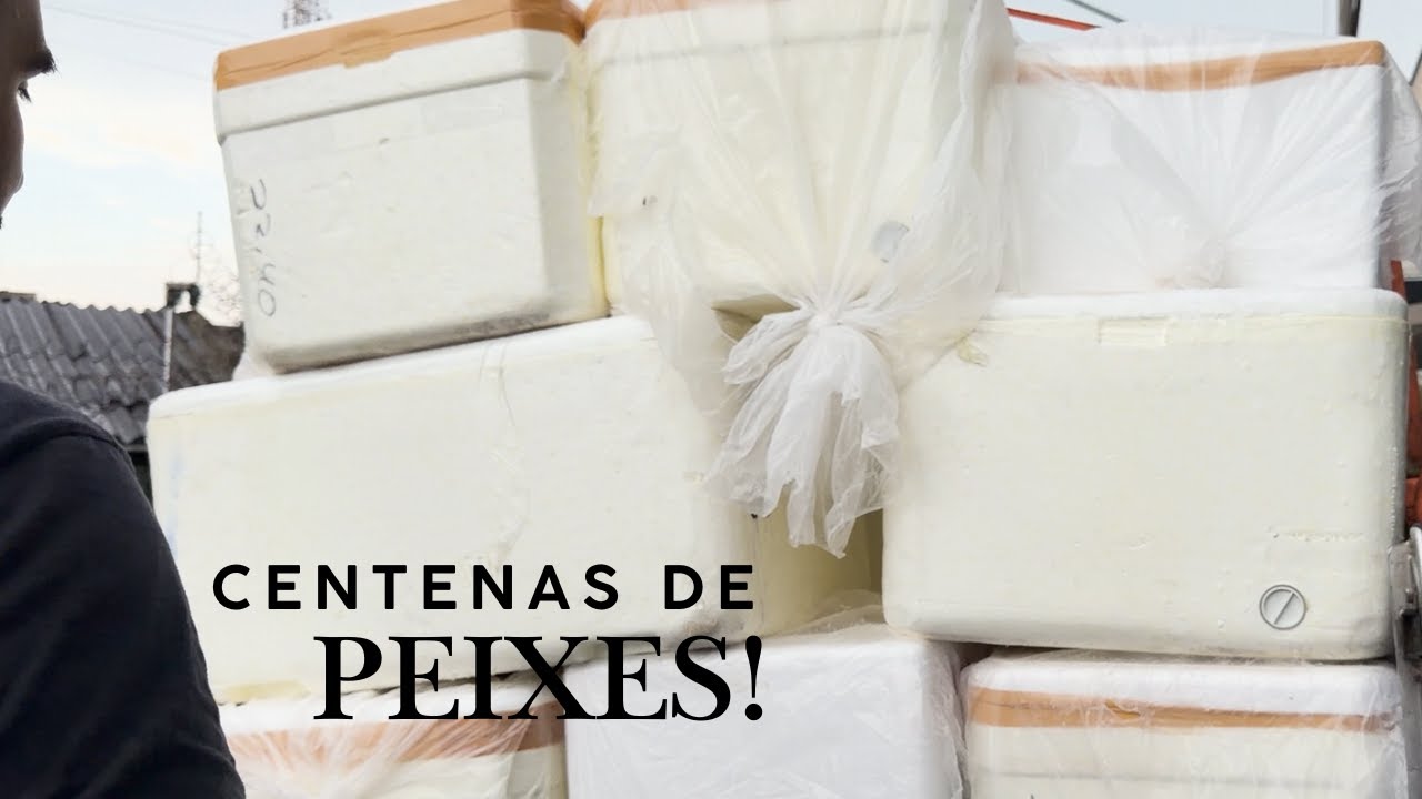 COMEÇANDO O ANO COM CENTENAS DE PEIXES EXÓTICOS NA LOJA