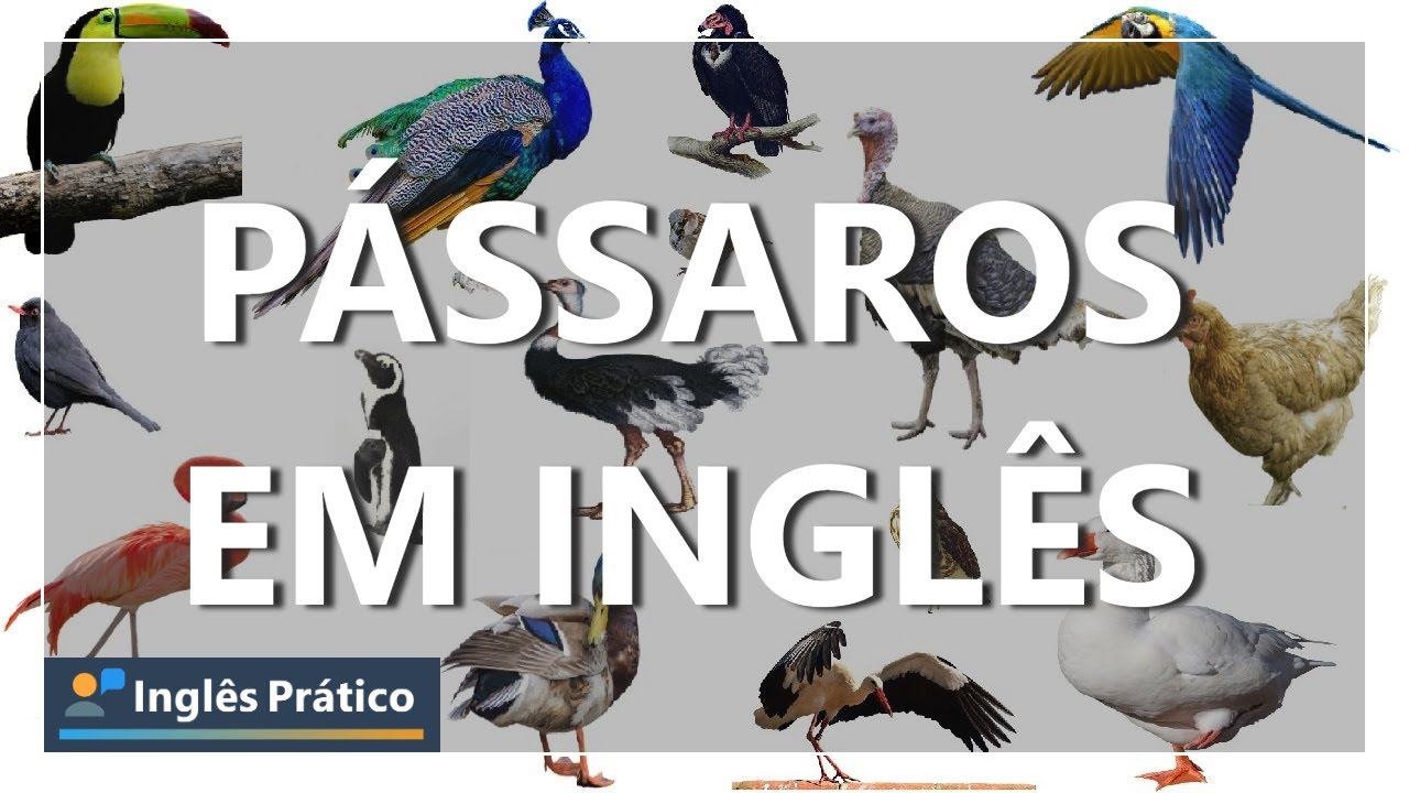 Pássaros em inglês | Aves em inglês | Birds