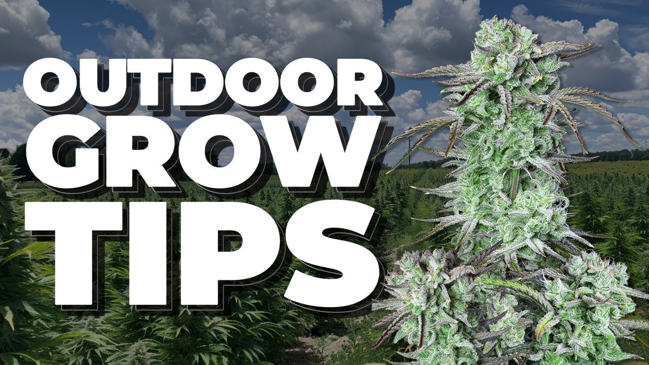 How to grow outdoor 🏞️ | 5 Tips to Grow 🌲| Guerilla Grow on  Backyard