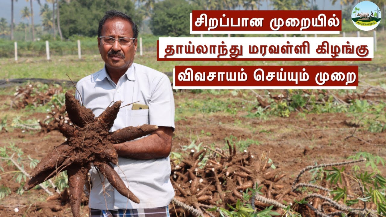 🌱தாய்லாந்து மரவள்ளி கிழங்கு விவசாயம் செய்யும் முறை 🌱Thailand Cassava Cultivation 🟢Dr.விவசாயம்