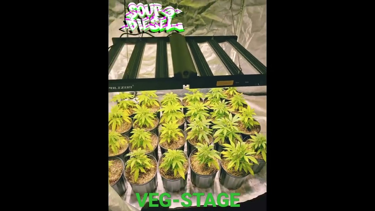 Sour Diesel Grow Part 3
