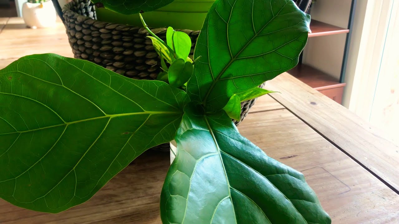 🌱ficus Lyrat CULTiVO TRUCOS Y MÁS🌱