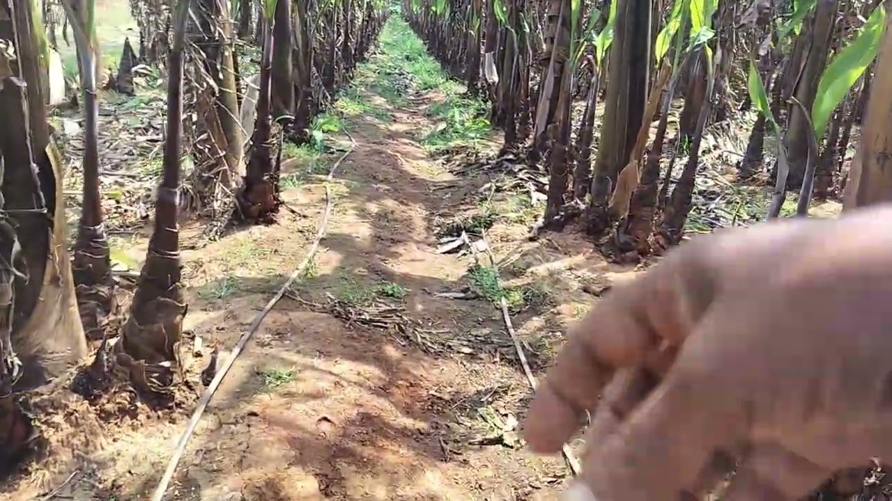 சிவப்பு வாழைப்பழத் தோட்டத்தில் நான் 
