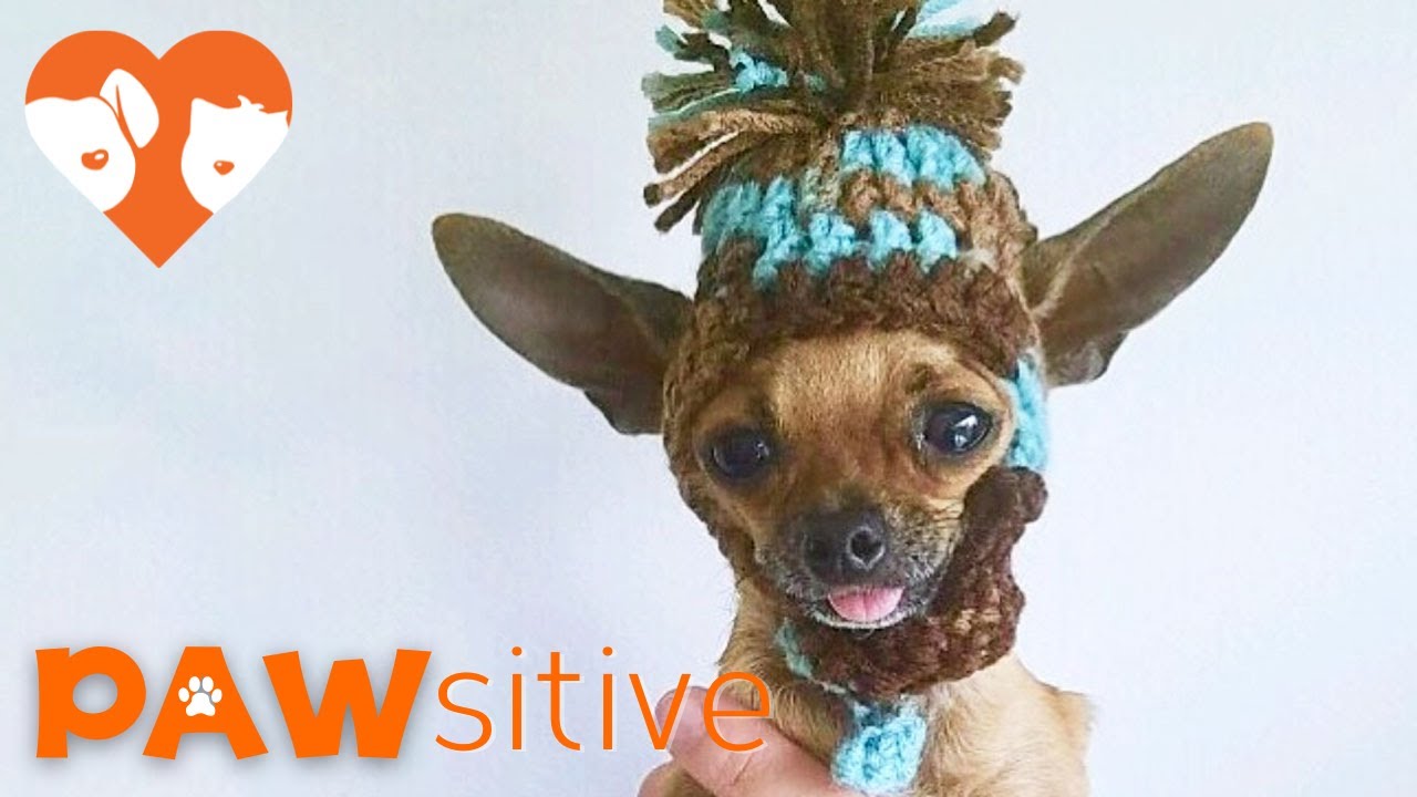 Adorable, Dancing Teacup Chihuahua Pup Is Not Dancing At All | PAWsitive 🧡