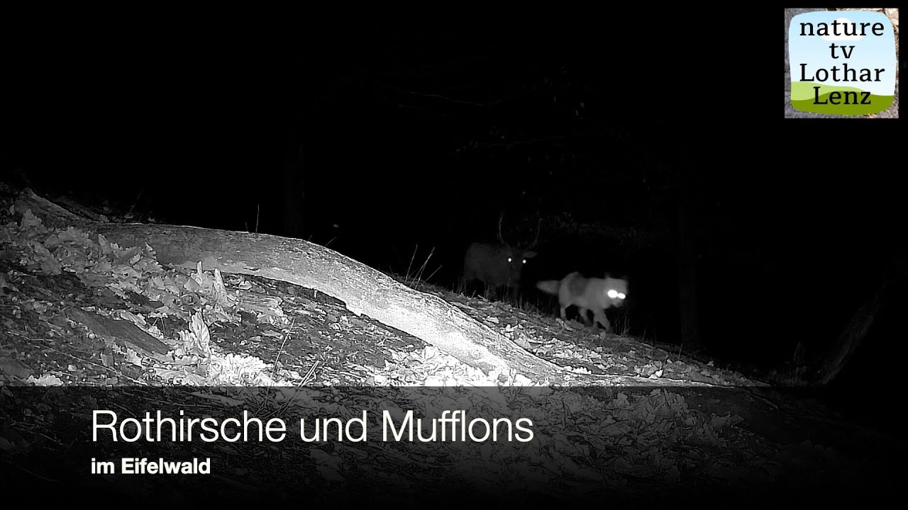 Winter im Eifelwald