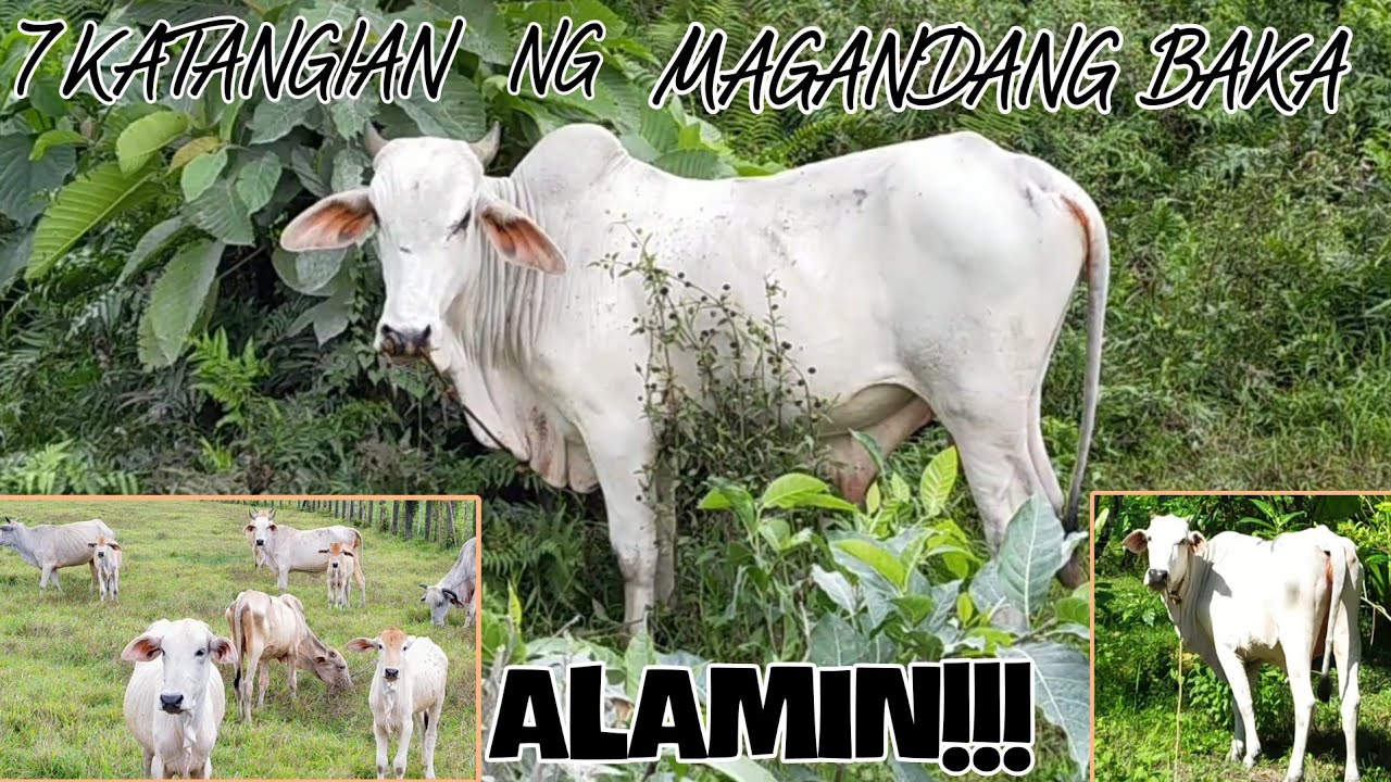 7 KATANGIAN NG MAGANDANG BAKA