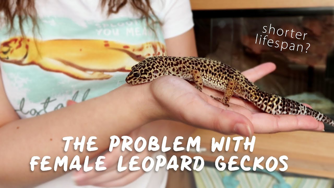 THE PROBLEM WITH FEMALE LEOPARD GECKOS