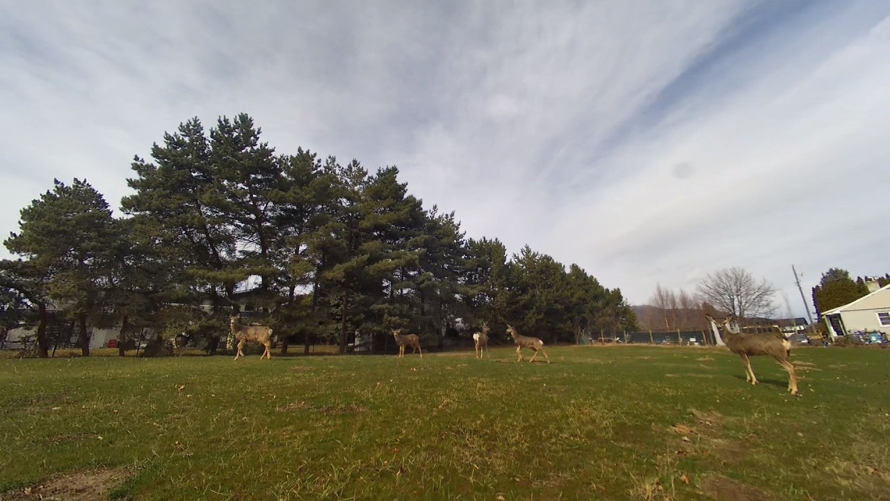 Hangin With My Deerest Friends. Caddx GoFilm 20 Drone w/ Walksnail Moonlight System