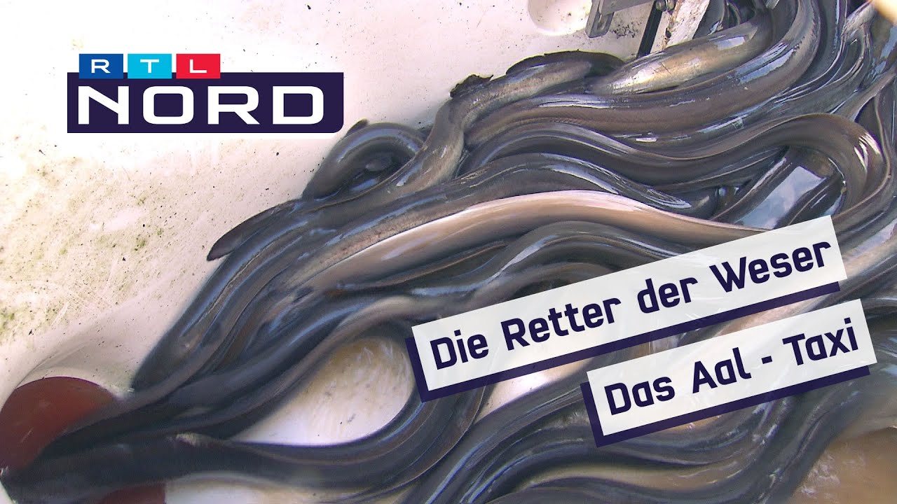 Von der Weser zur Nordsee: Etwa 10.000 Aale werden pro Jahr vom Aal-Taxi gerettet