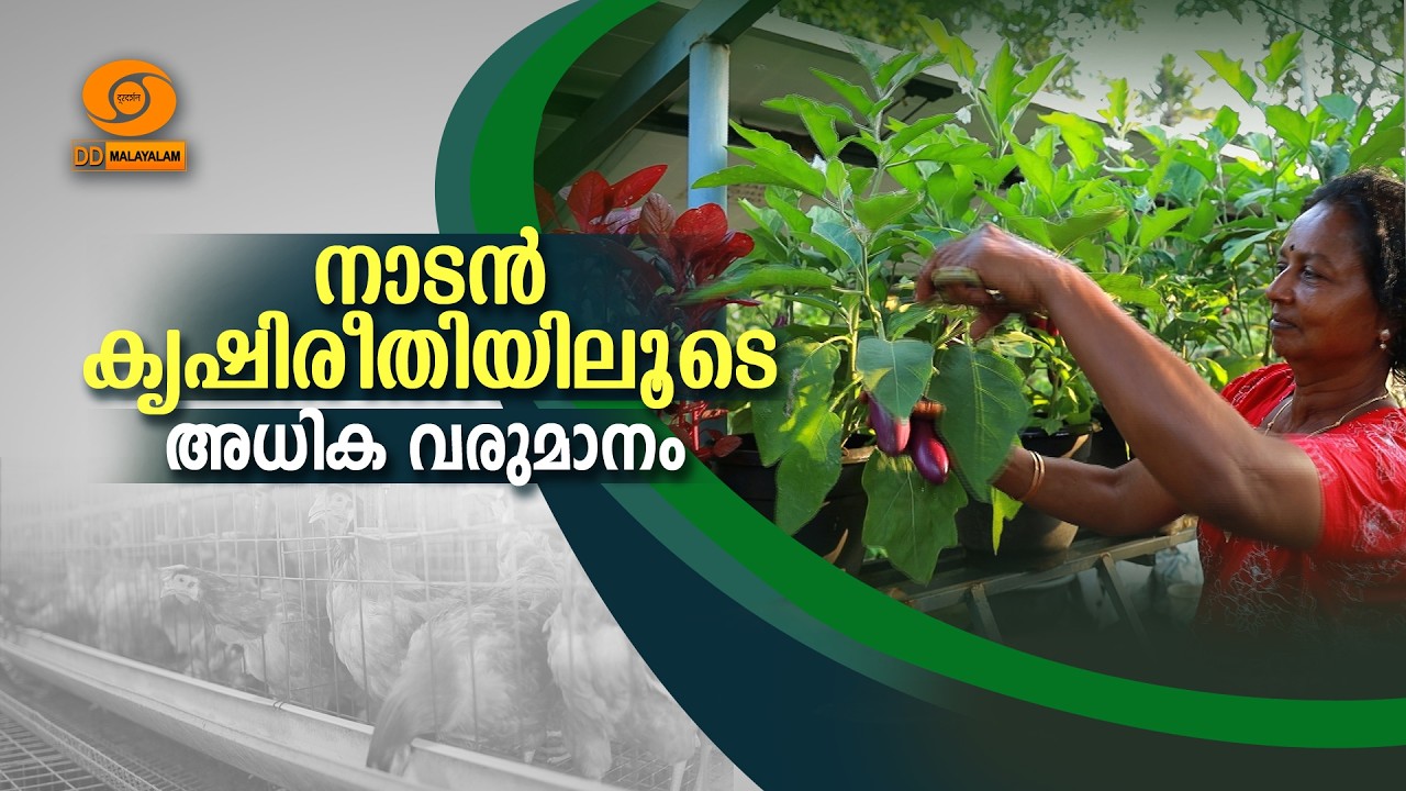 കുറഞ്ഞ സ്ഥലത്ത് കൂടുതൽ ലാഭം; പച്ചക്കറിയും കോഴിവളർത്തലും | Profitable Mixed Farming Ideas #krishi
