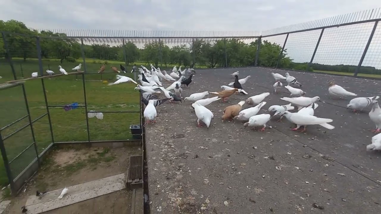 Gołębie jasne maj 2025