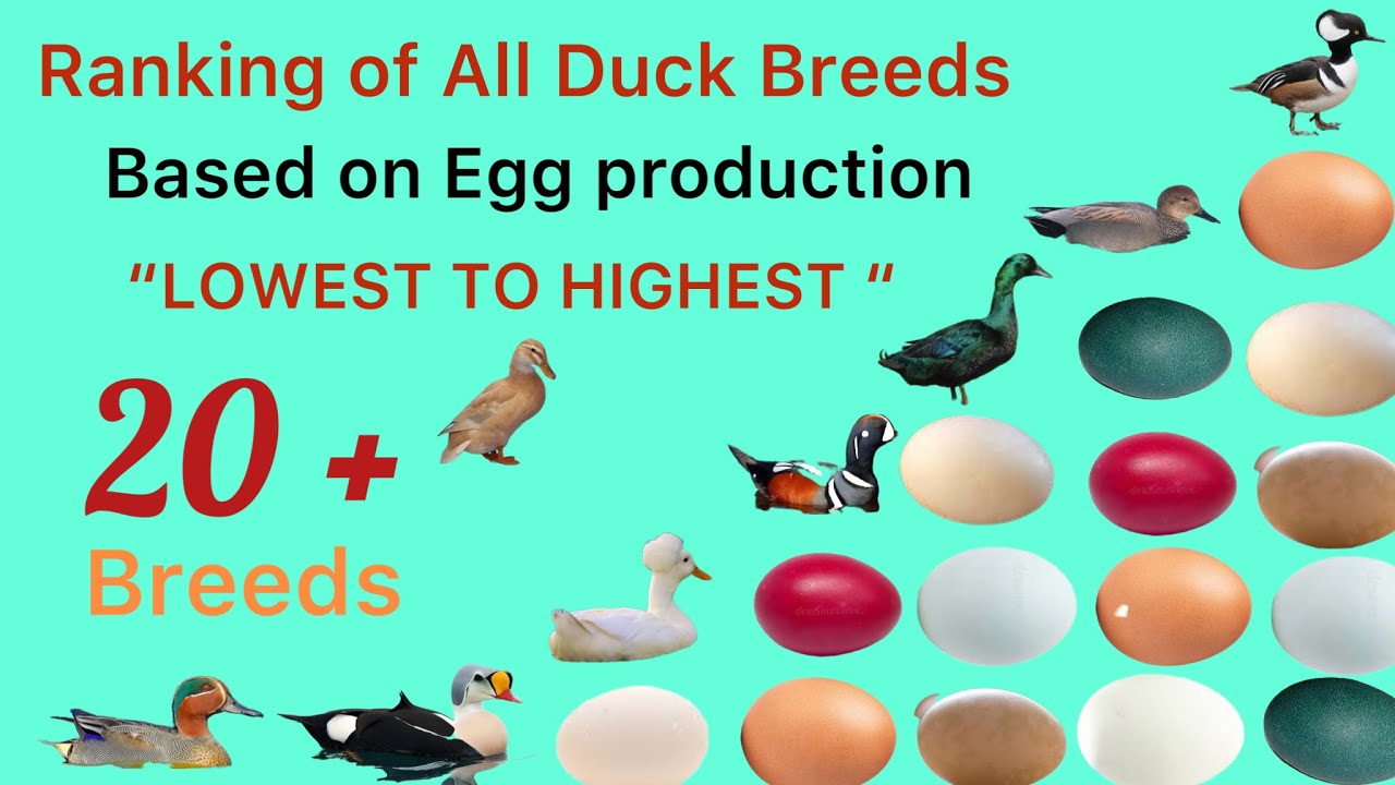 Ranking of All Duck Breeds Based on Egg / Best Egg Laying Duck Breeds / Duck Breeds for Egg / Eggs
