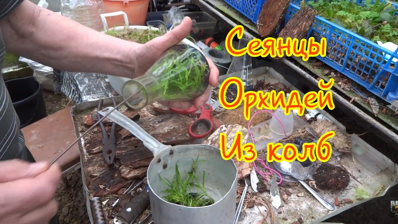 #МаркинВладимир #Орхидеи Высадка Сеянцев Орхидей Из Колб