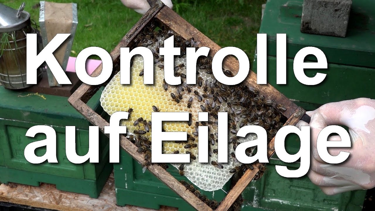 Kontrolle der Bienenv&ouml;lker auf Eilage zur Zeit der Kieler Woche 2018