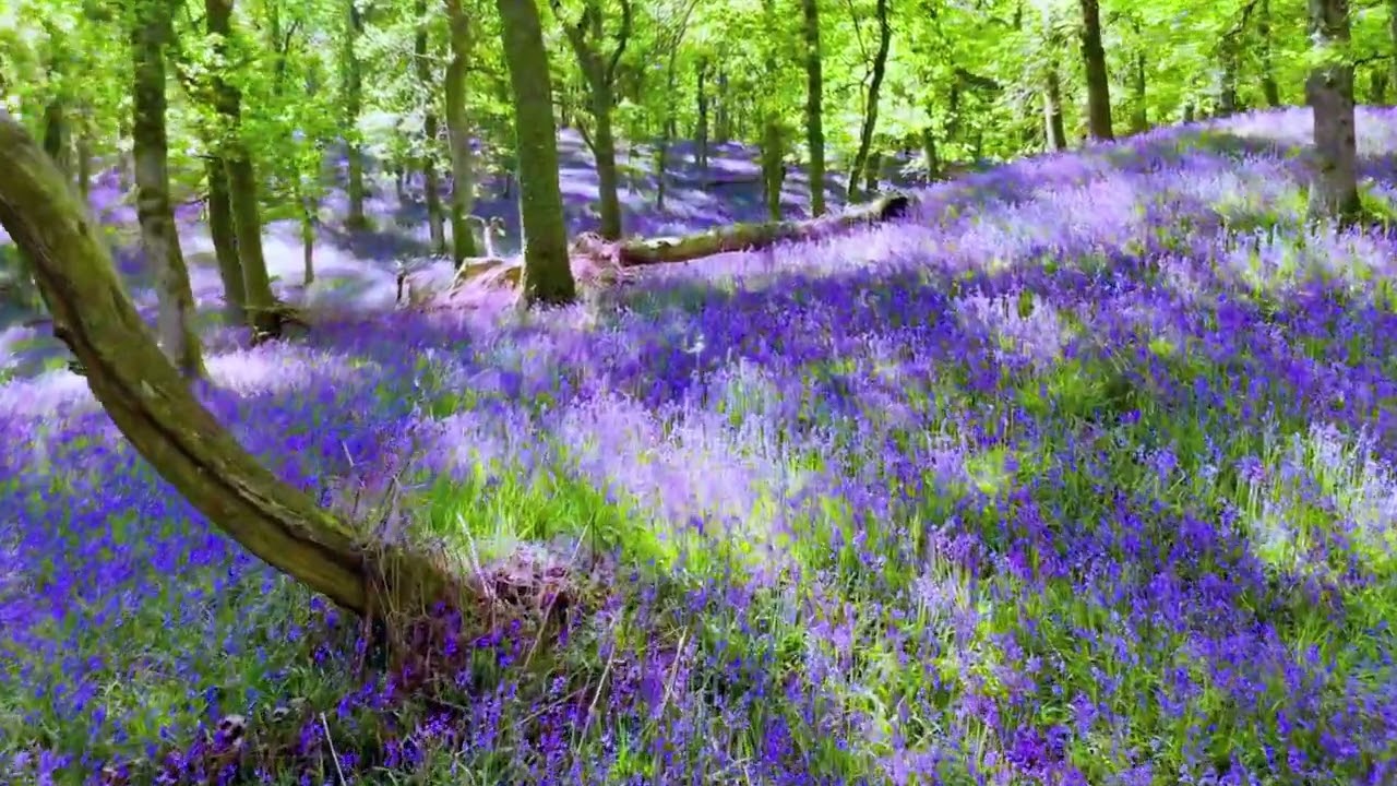 Craigo Woods by Violet Jacob with subtitles