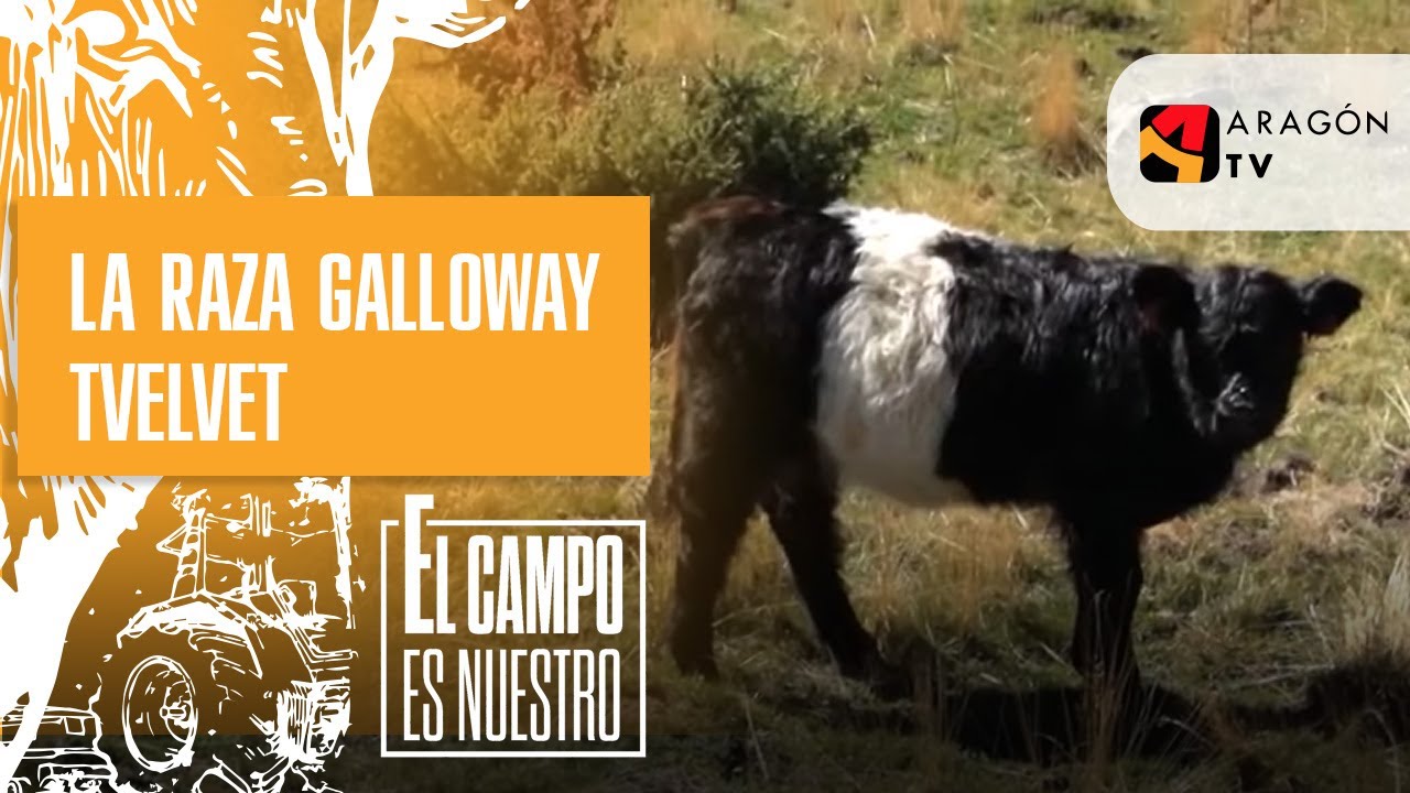 A la raza Galloway Velvet se llama comúnmente 