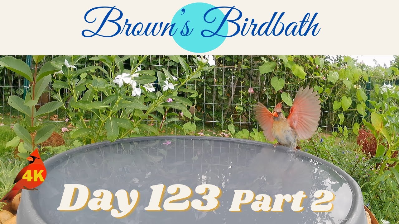 Brown's Birdbath Day 123 Part 2 #whiteeye #メジロ #shama #アカハラシキチョウ #cardinal #カーディナル #spotteddove