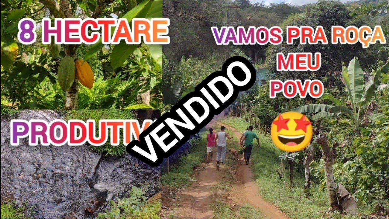 VENDIDA /ROÇA TOP 8 Hectare produtiva e rica em água, com casa  #avendanabahia baixou 260 Mil