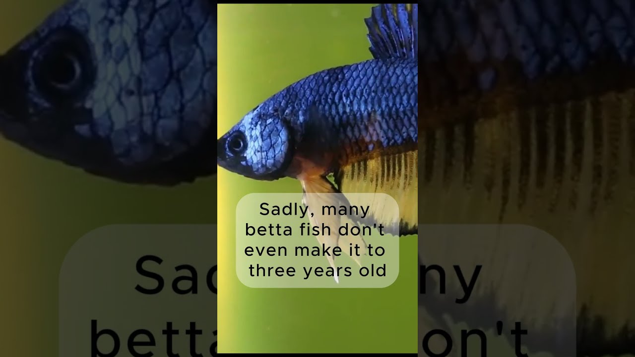 How long do betta fish live #shorts