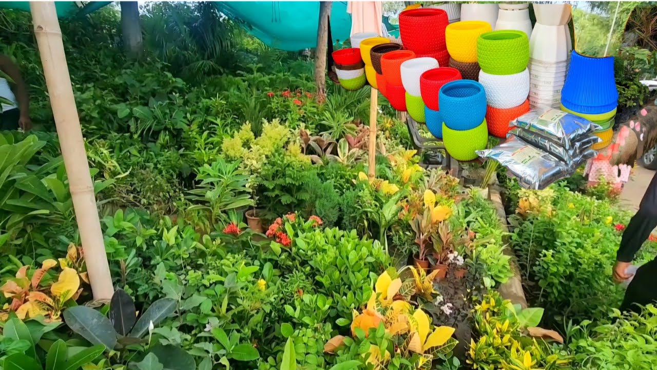 Lucknow's famous Motimahal Lawns Nursery visit ||Buy new plants in Monsoon||Pot Fertiliser available